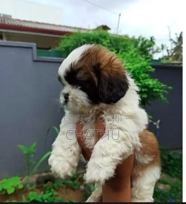 Shih Tzu Puppies