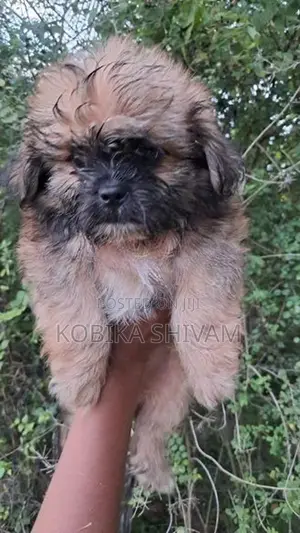 Shih Tzu Puppy