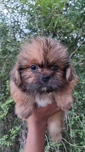 Shih Tzu Puppy