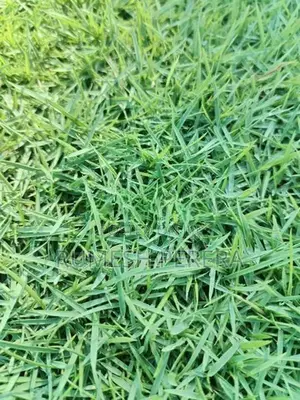 Australian Grass