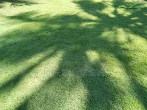 Australian Grass