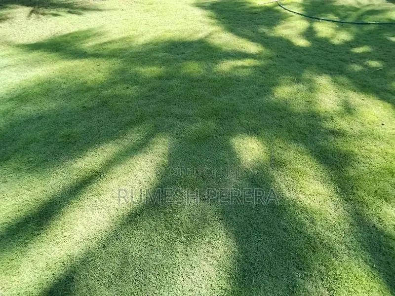 Australian Grass