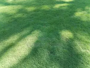Australian Grass