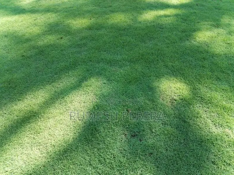 Australian Grass