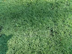 Australian Grass