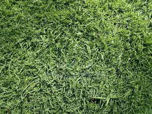 Australian Grass