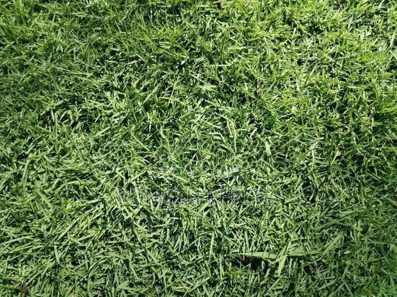 Australian Grass