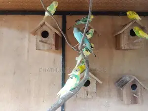 Love Birds