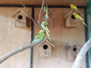 Love Birds