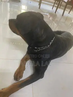 Rottweiler Female Dog