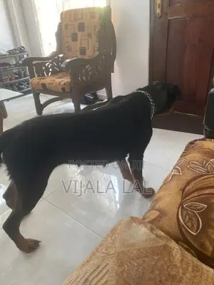 Rottweiler Female Dog