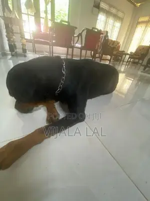 Rottweiler Female Dog
