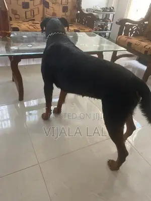 Rottweiler Female Dog