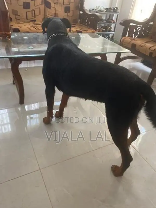 Rottweiler Female Dog