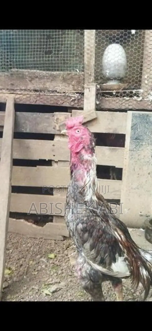 Rooster
