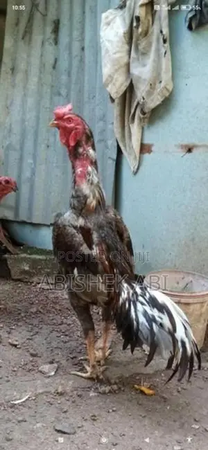 Rooster
