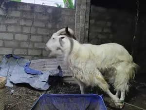 Farm Goat
