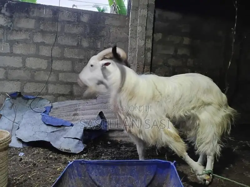 Farm Goat