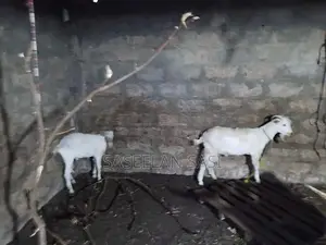 Farm Goat