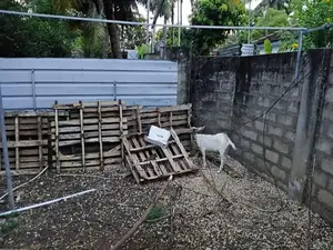 Farm Goat