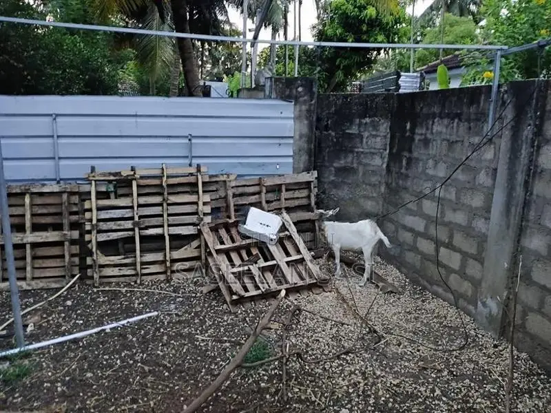 Farm Goat