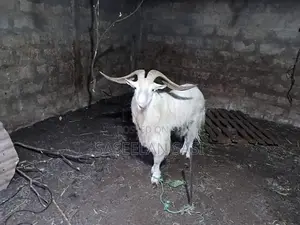 Farm Goat