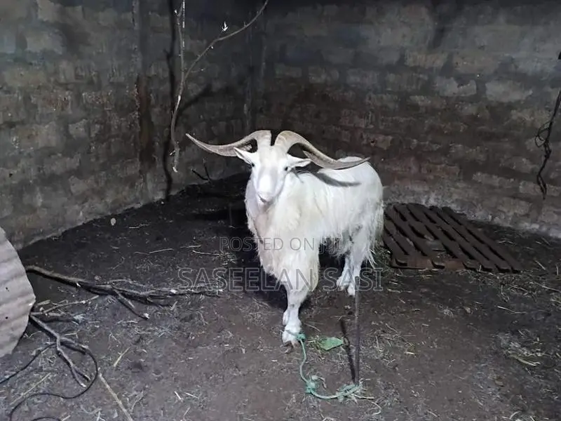Farm Goat