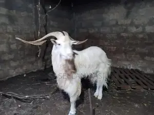 Farm Goat