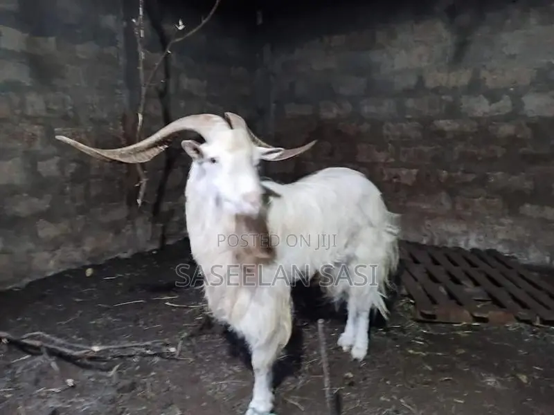 Farm Goat