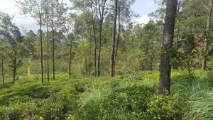View Point Land for Sale Delthota