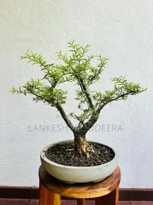 Bonsai Plant