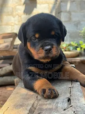 Rottweiler Puppies