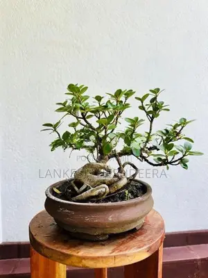 Bonsai Plant