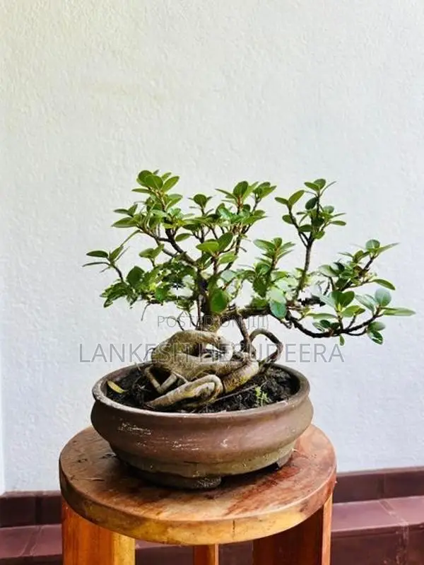 Bonsai Plant