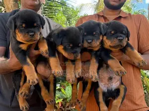 Rottweiler Puppies