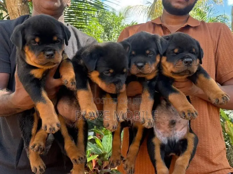 Rottweiler Puppies