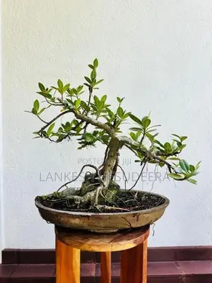 Bonsai Plant