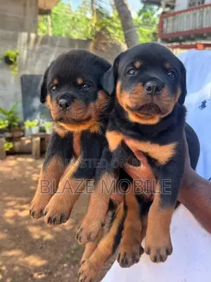 Rottweiler Puppies