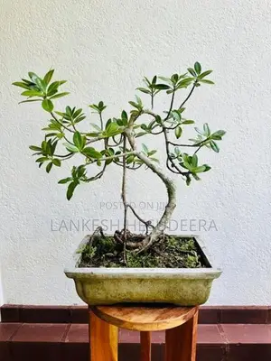 Bonsai Plant