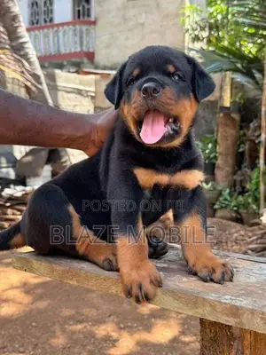 Rottweiler Puppies