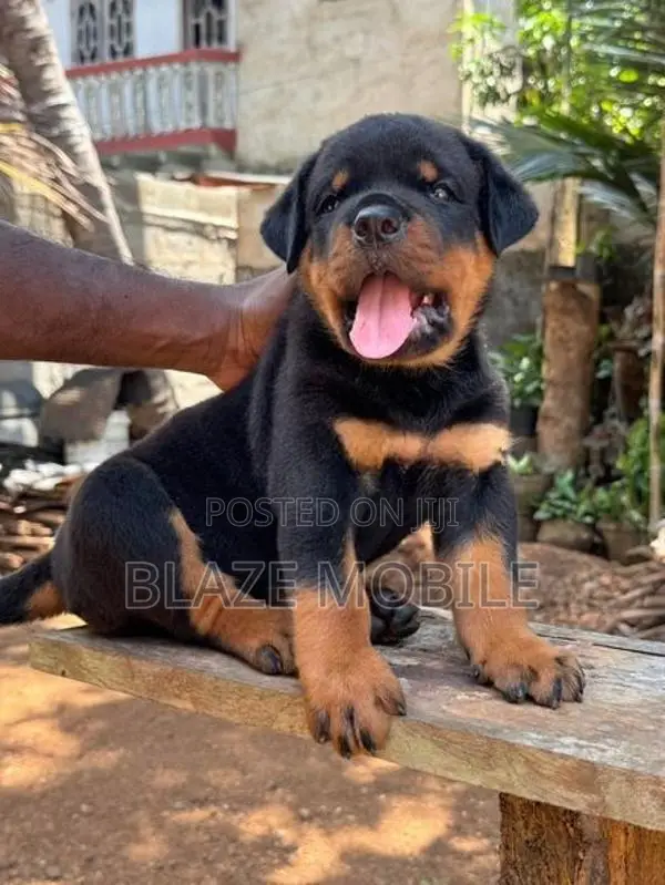 Rottweiler Puppies