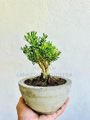 Bonsai Plant
