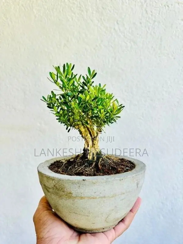 Bonsai Plant