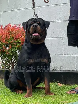 Rottweiler Puppies