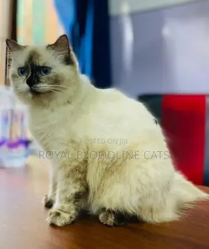 Himalayan female