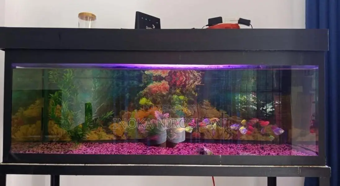 4 Feet Fish Tank