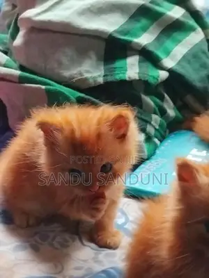 Persian Cat