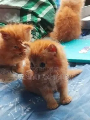 Persian Cat