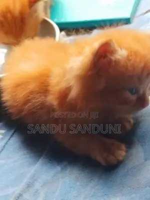 Persian Cat