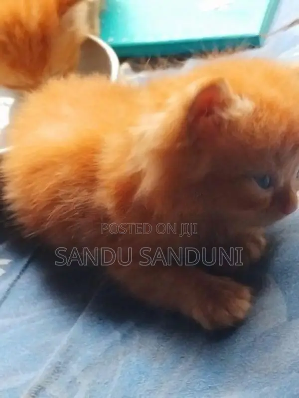 Persian Cat